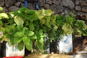  Boutures d'hortensias